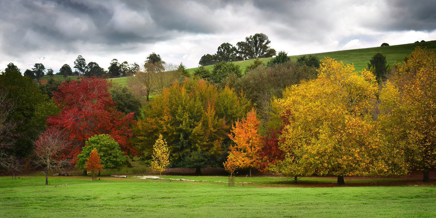 Autumn landscape with colorful trees and a cloudy sky
