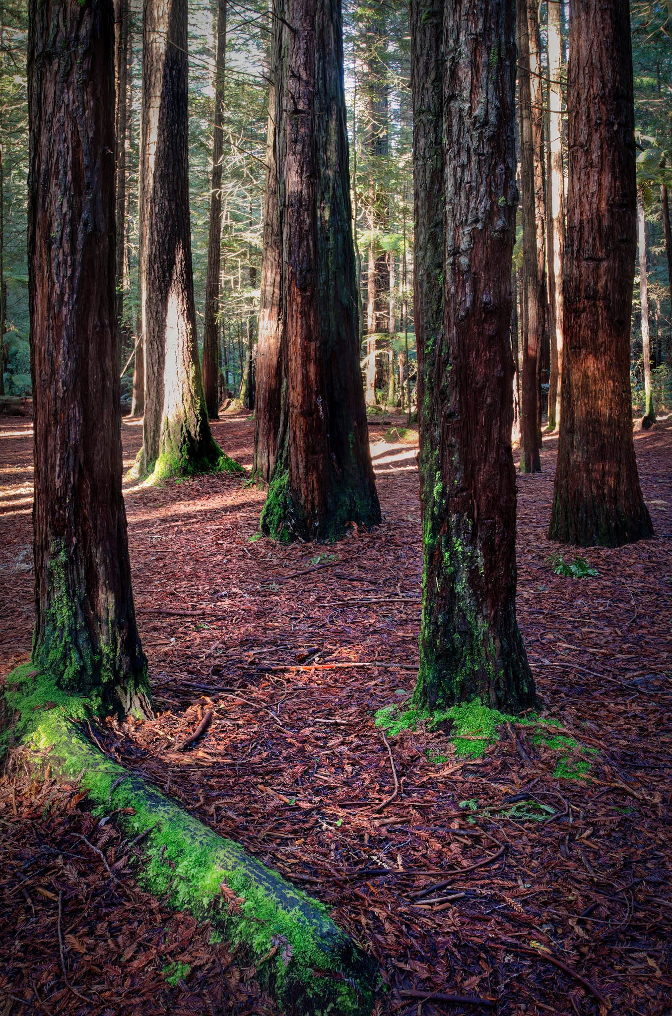 Forest abstract capturing vertical lines of redwood trunks in Rotorua.