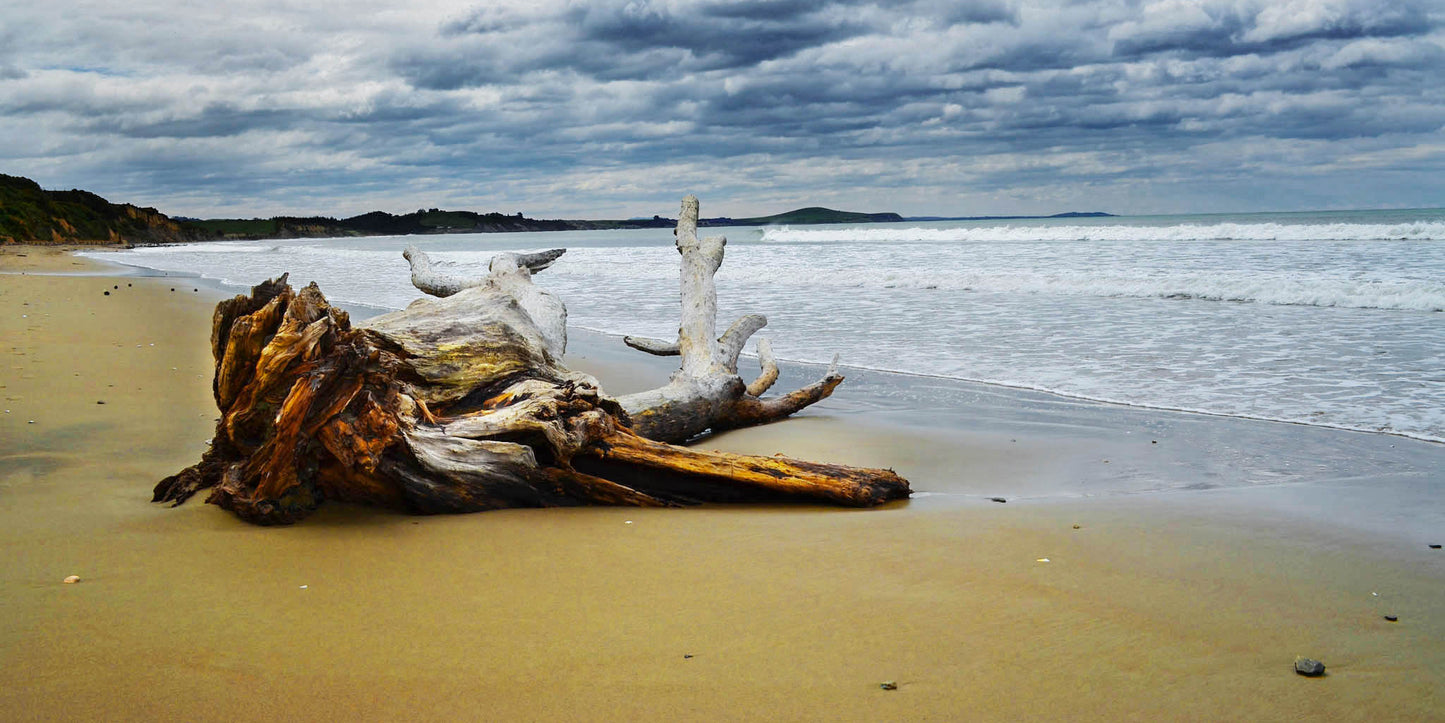 Driftwood on a beach with a cloudy sky