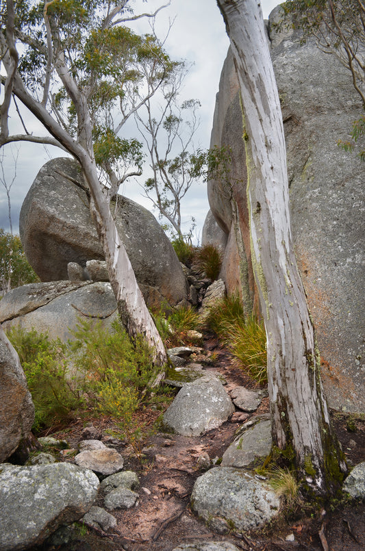 Detailed patterns and textures of wood and stone at Castle Rock, Albany.