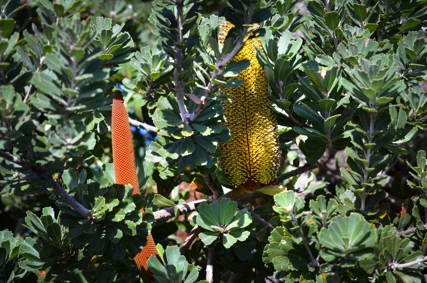 Close-up of a banksia plant with green leaves and distinctive yellow and orange flower spikes.