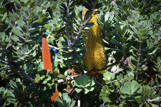Close-up of a banksia plant with green leaves and distinctive yellow and orange flower spikes.