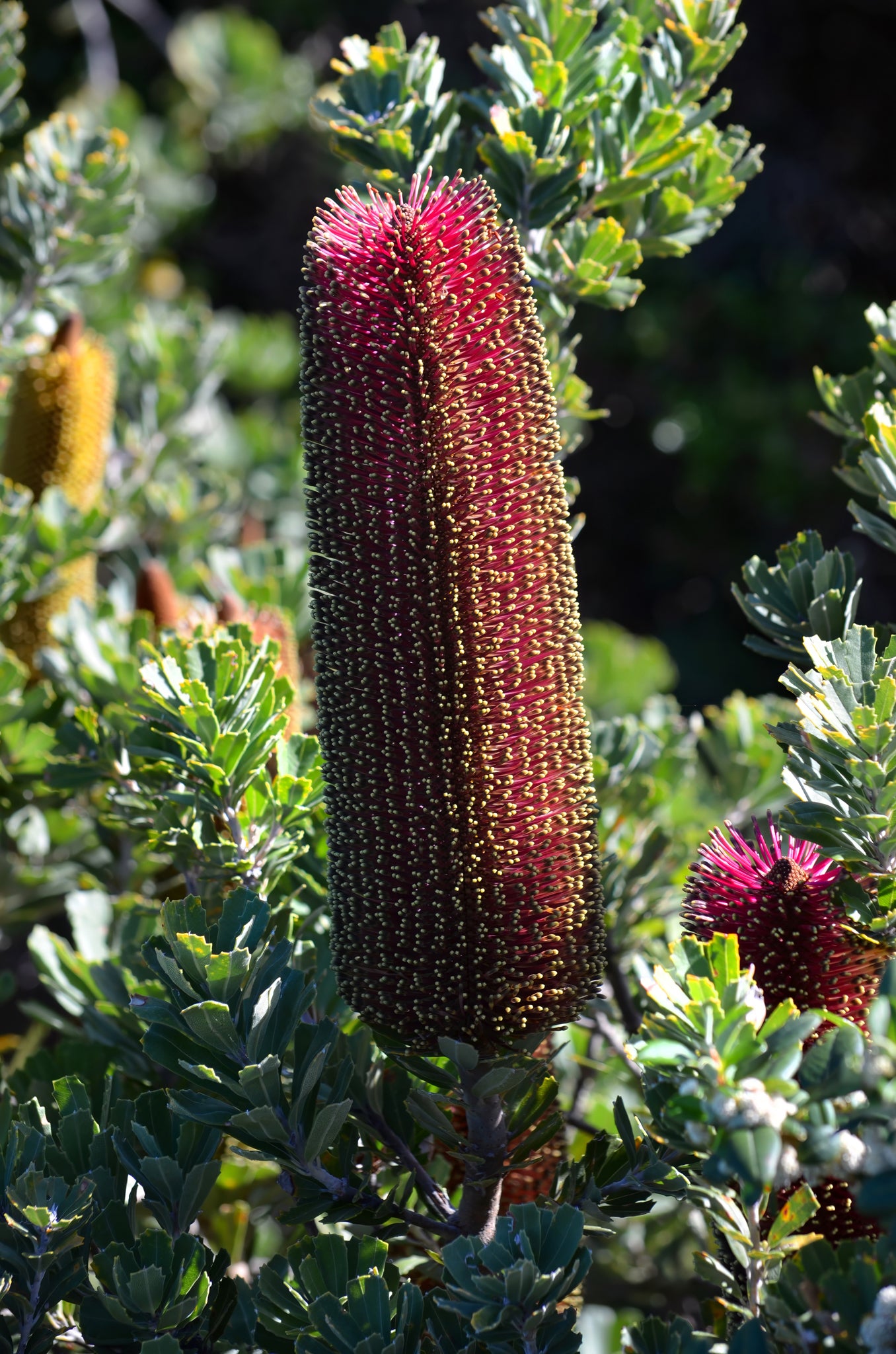 Close-up of a red banksia flower with green leaves in the background