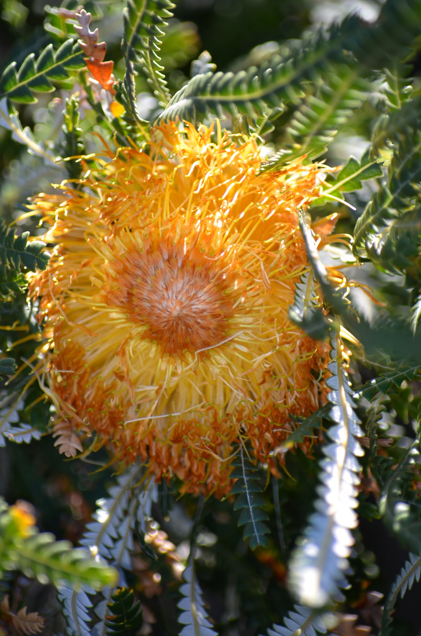 Close-up of a large yellow flower with a textured center, surrounded by green leaves.