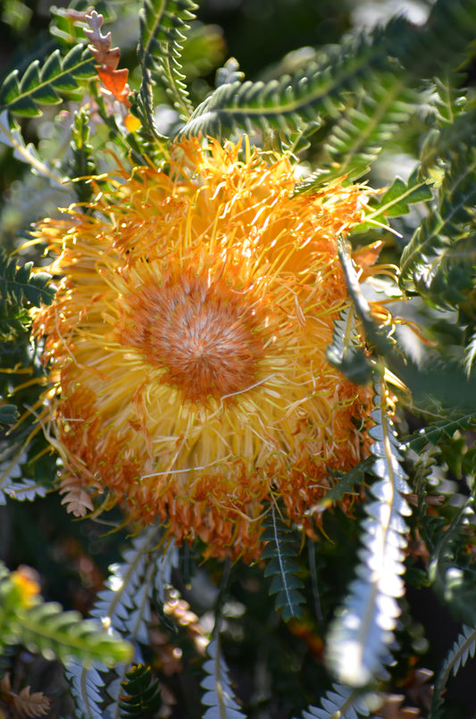 Close-up of a large yellow flower with a textured center, surrounded by green leaves.