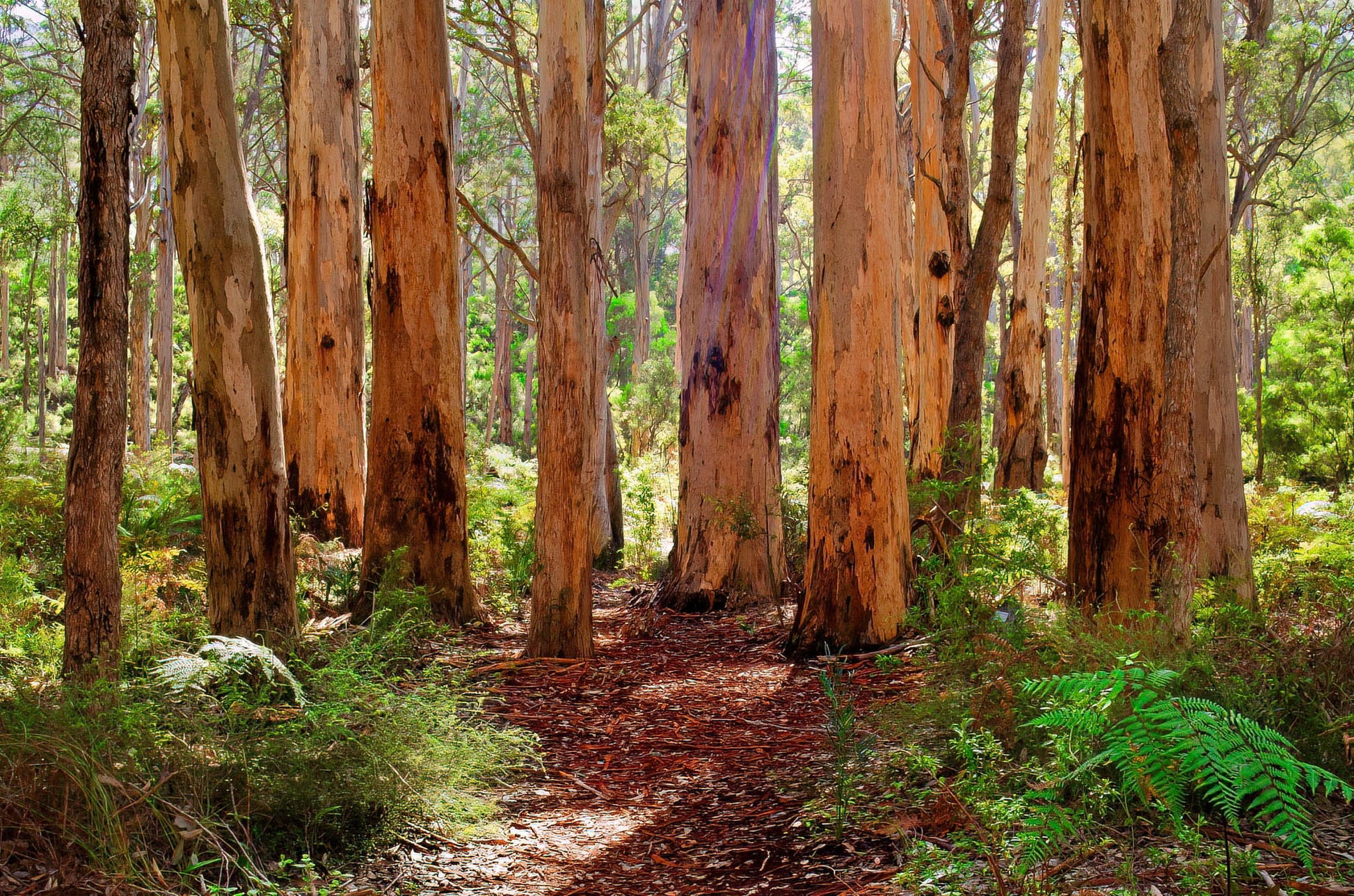 boranup forest trees southwest karri