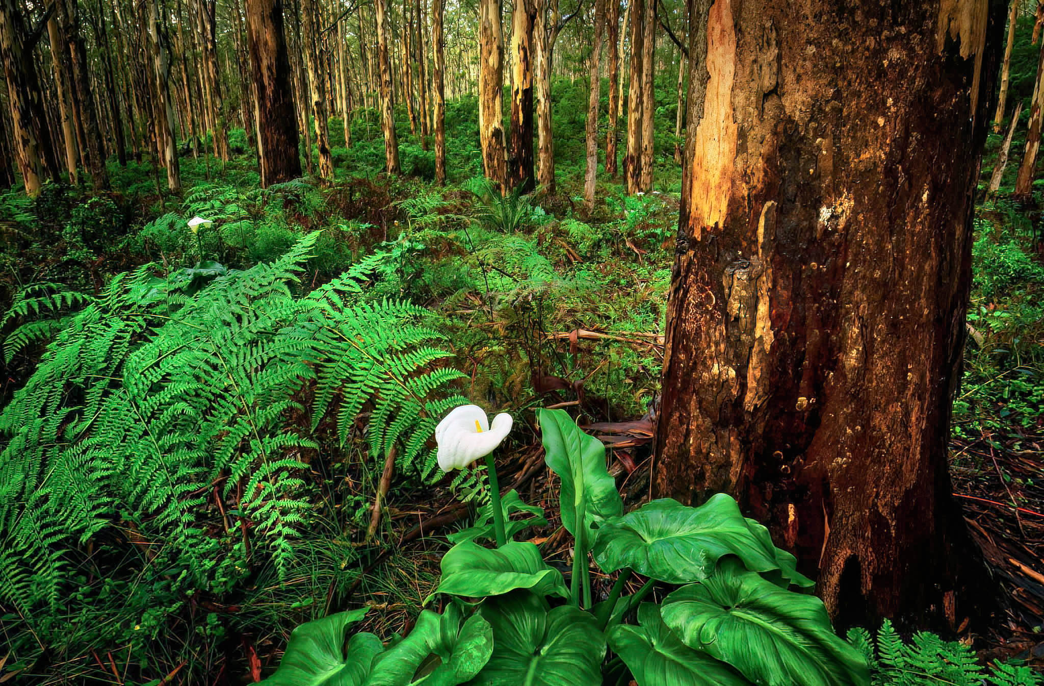 White Arum Lily in a lush green forest at the base of a giant karri tree.