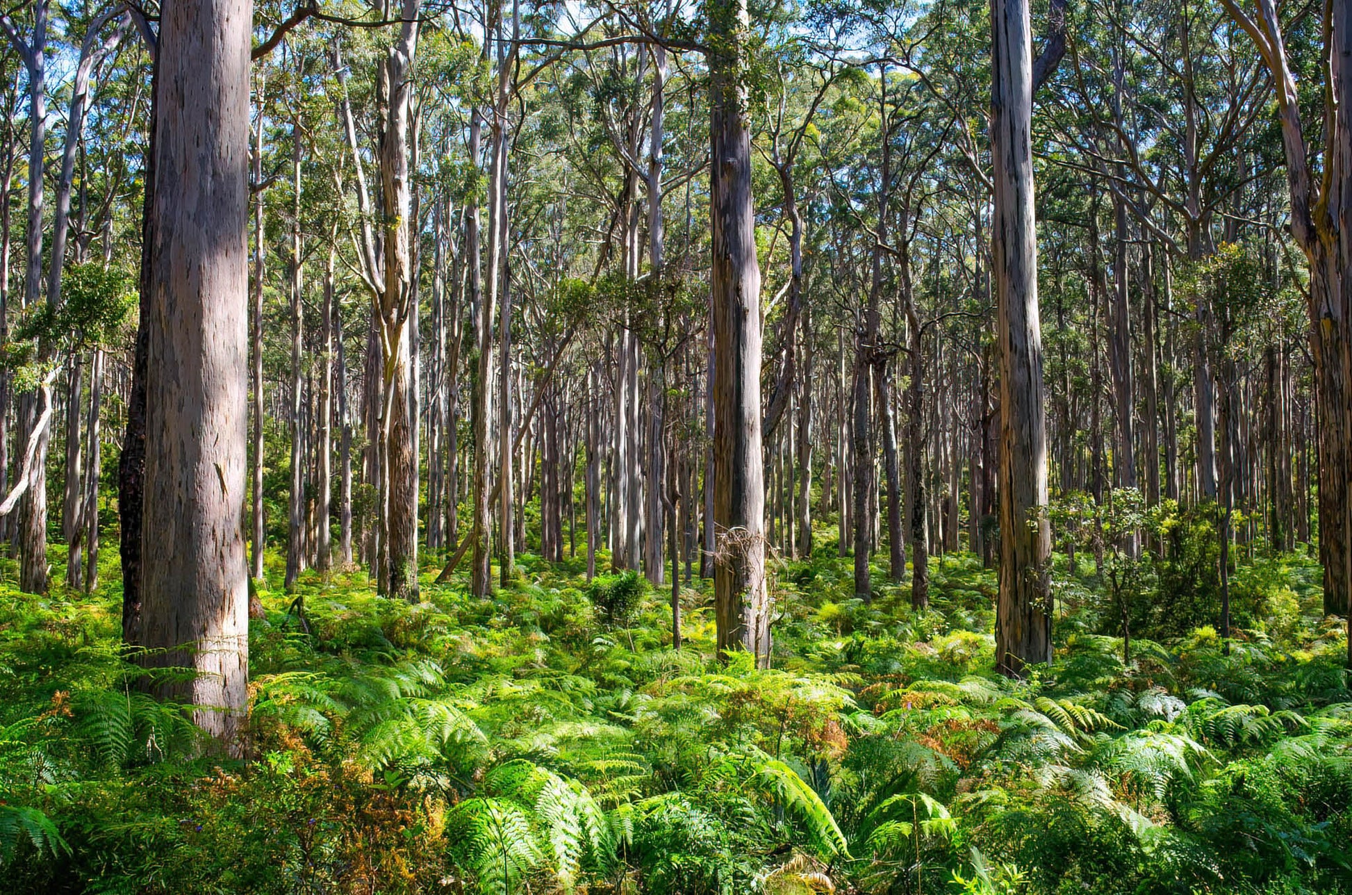 forest boranup trees karri ferns tall timber southwest woods