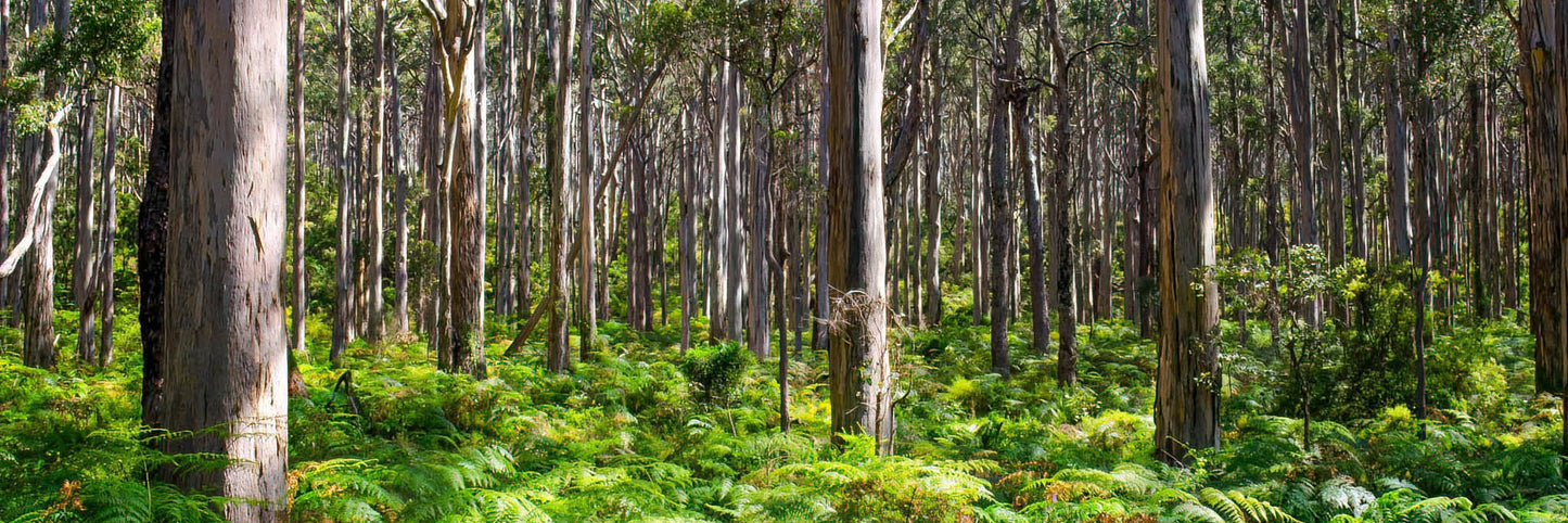 Panoramic view of Boranup Forest showcasing vertical trees and dappled sunlight.
