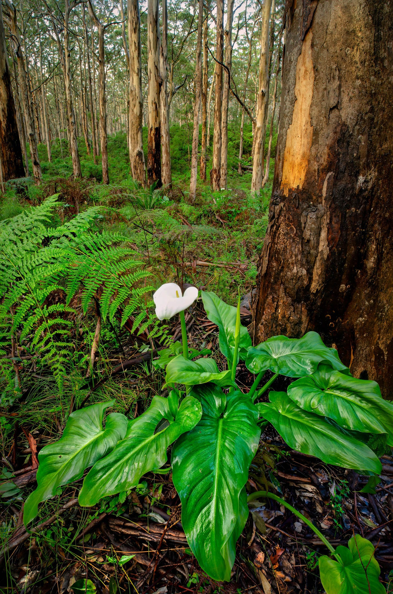 Soft and vibrant, arum lily growing beneath towering karri trees.