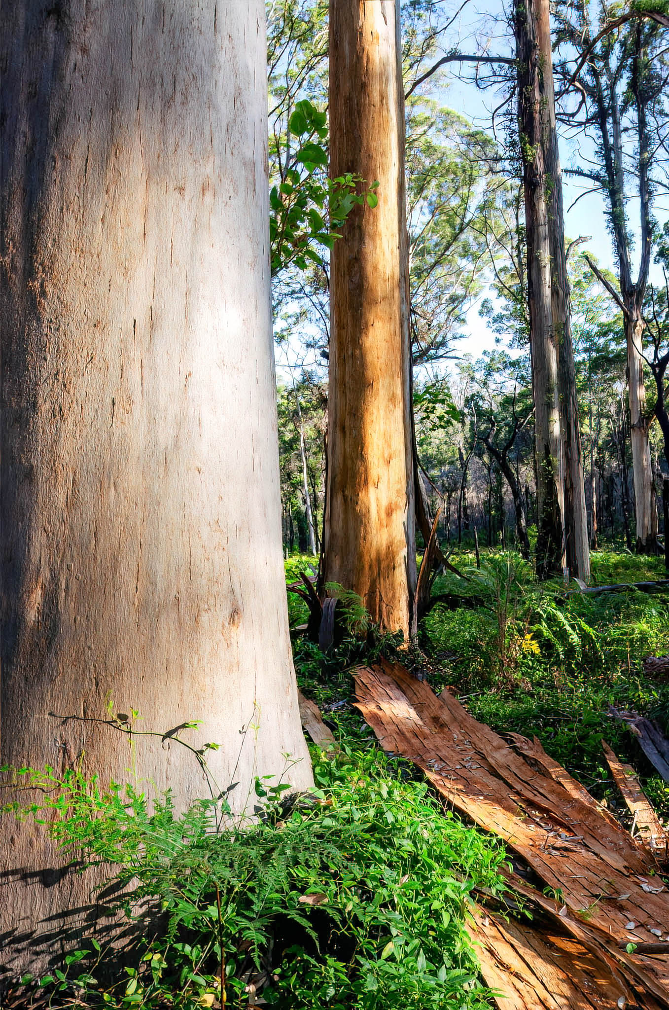 boranup karri trees forest southwest giant