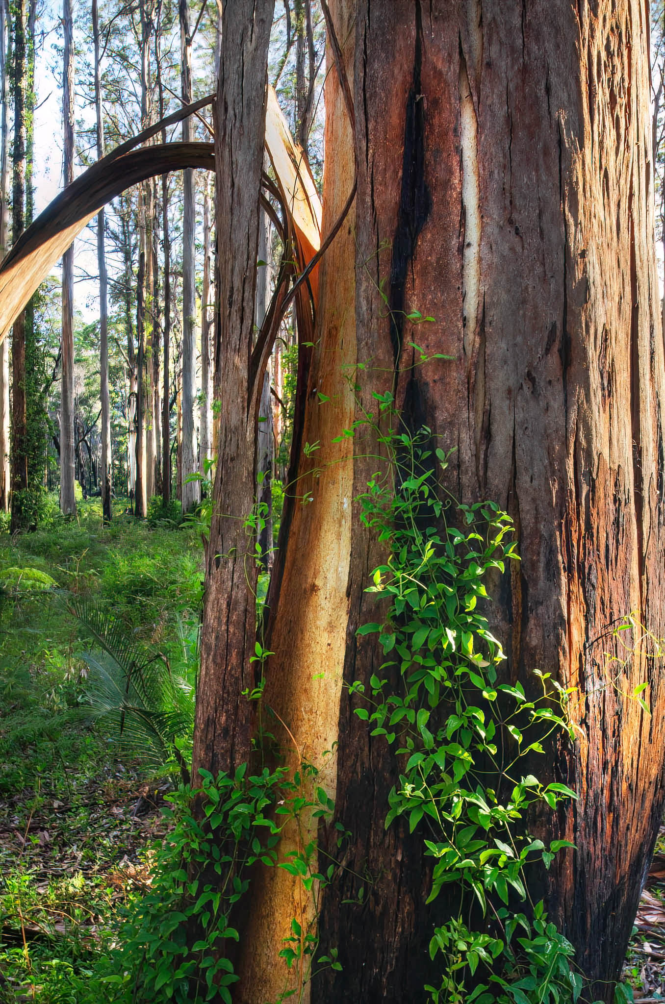 boranup karri forest trees giant southwest