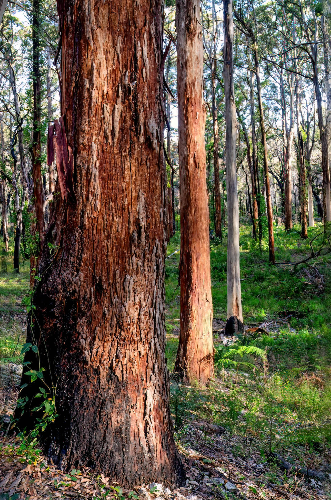 karri boranup trees forest southwest giant