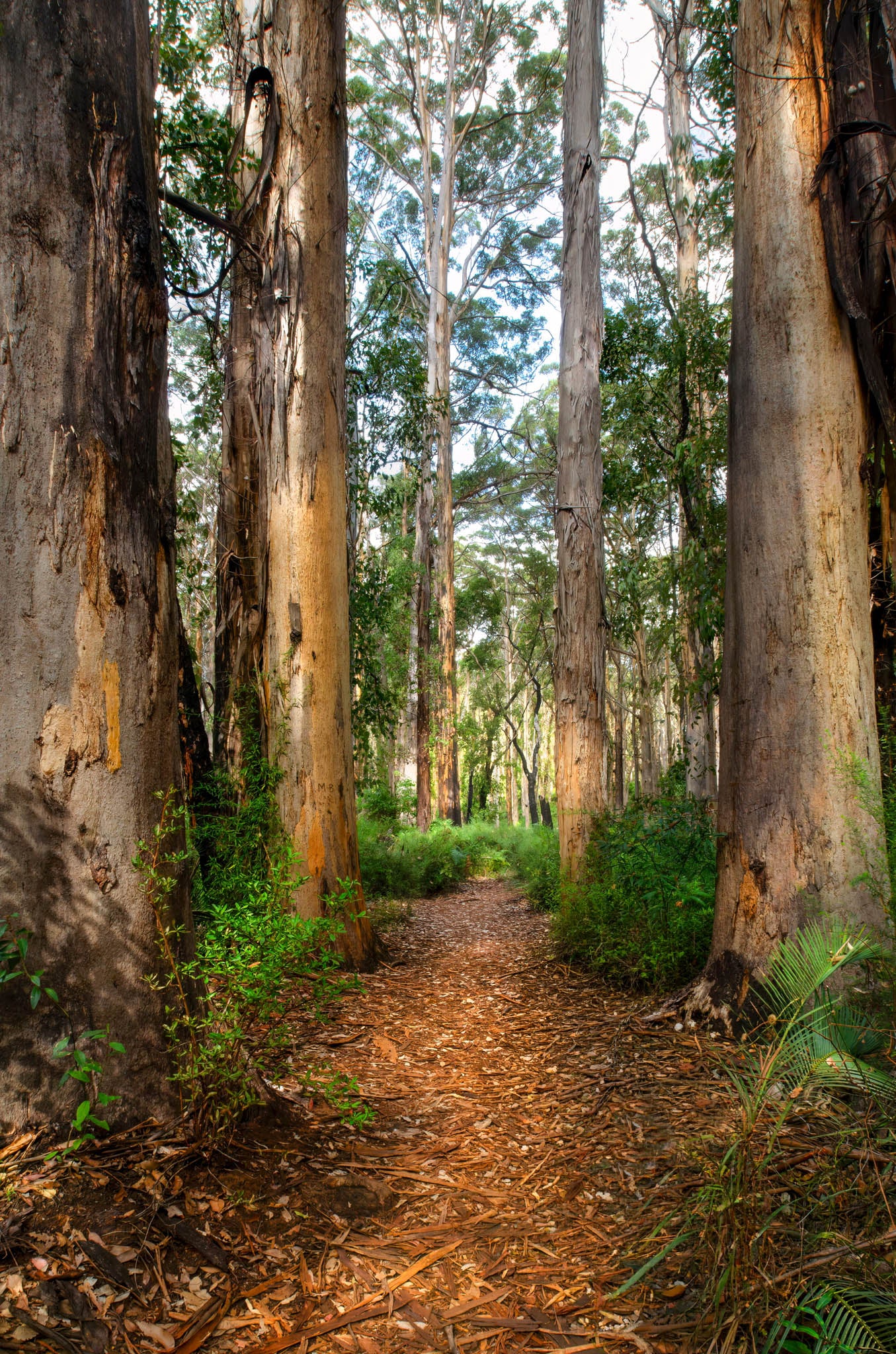 Winding path through a forest with tall trees and dappled sunlight.