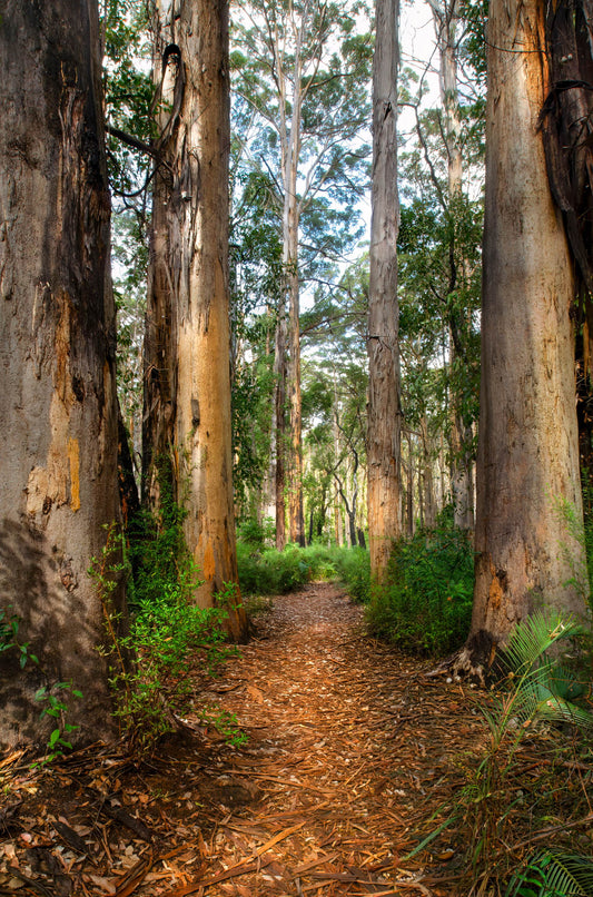 Winding path through a forest with tall trees and dappled sunlight.