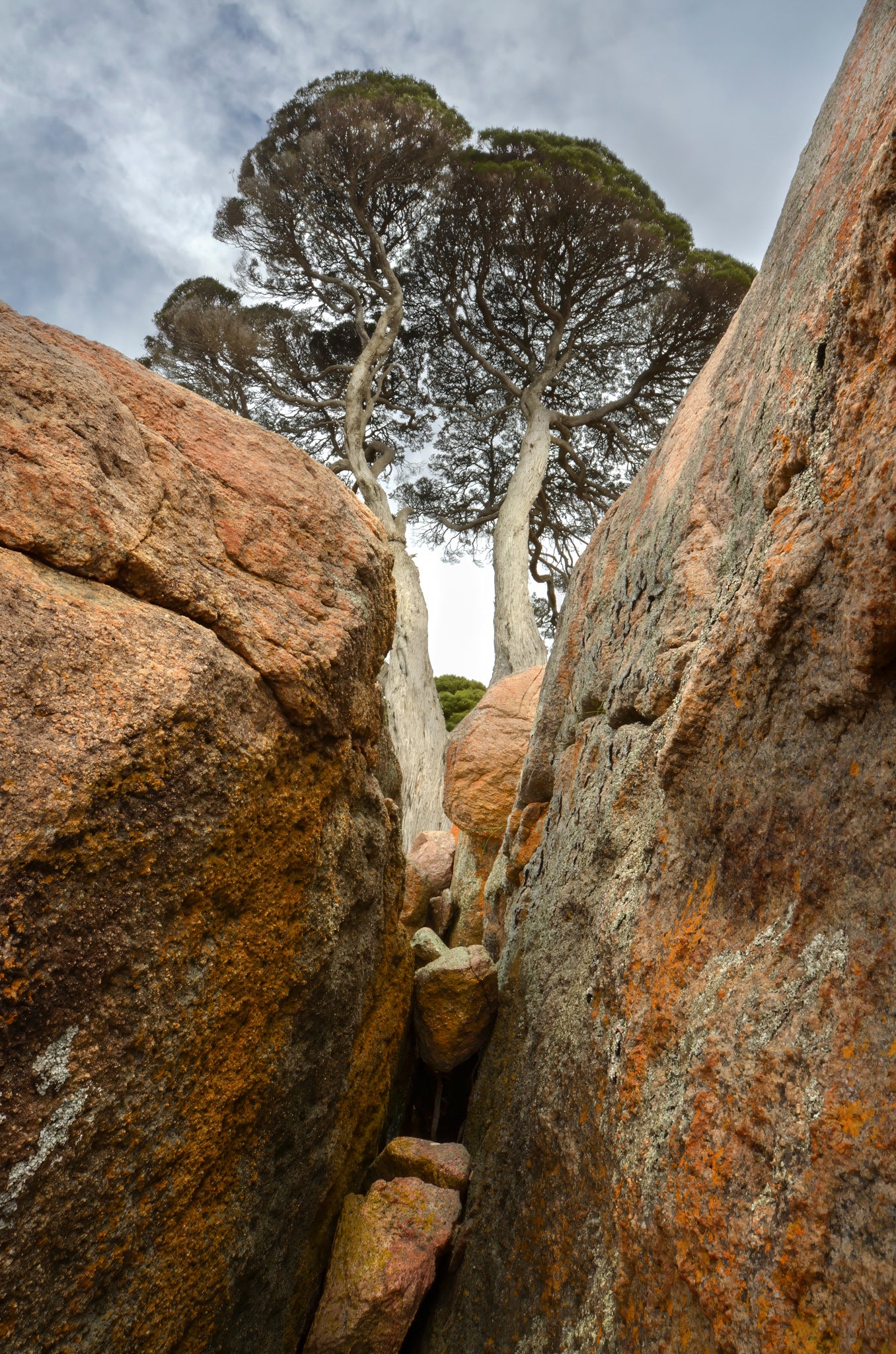 Textures in contrast, with a tree growing between large rocky formations and a cloudy sky.