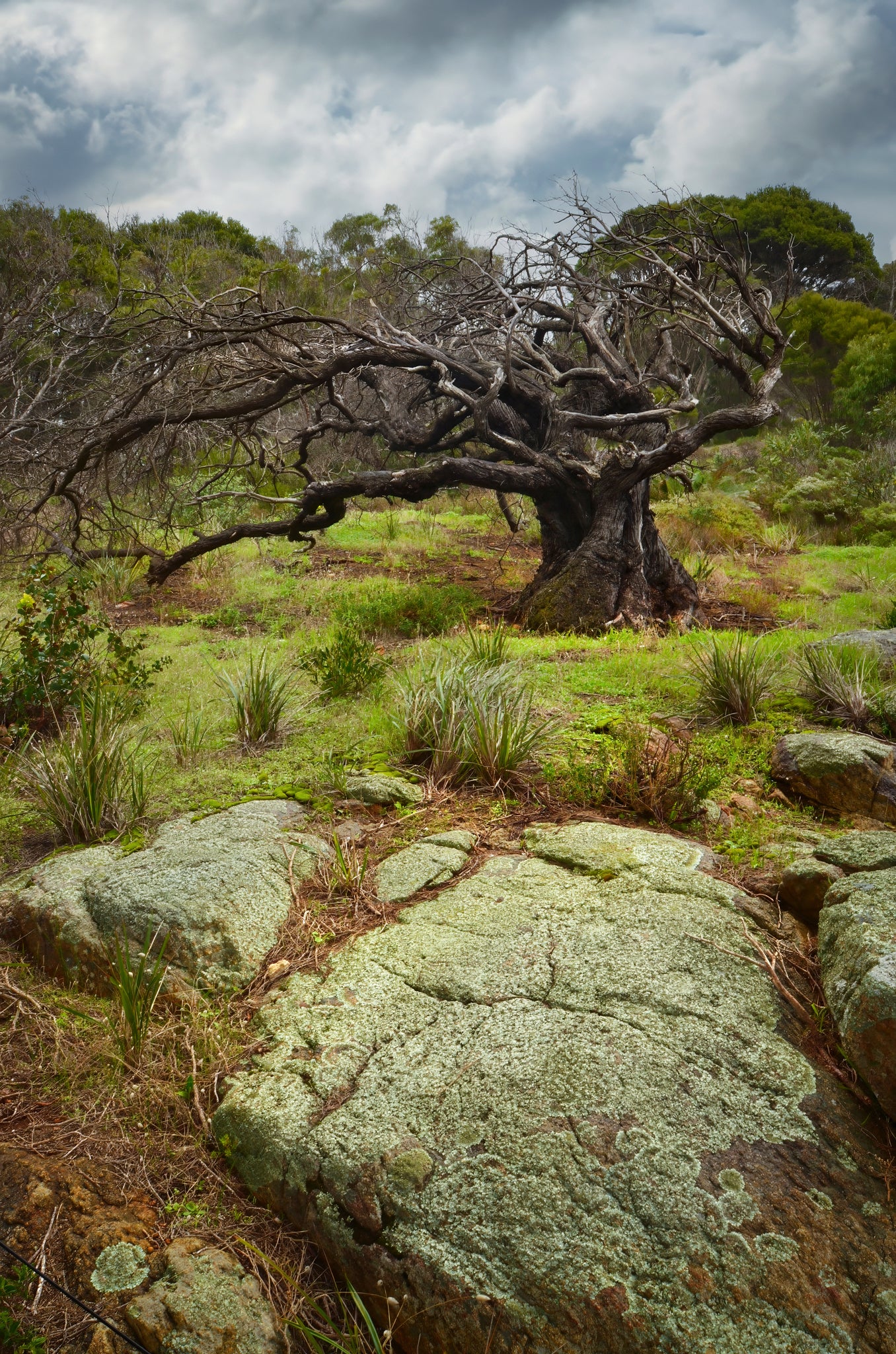 Mature weather-beaten tree with twisted branches on a grassy landscape with large rocks and a cloudy sky.