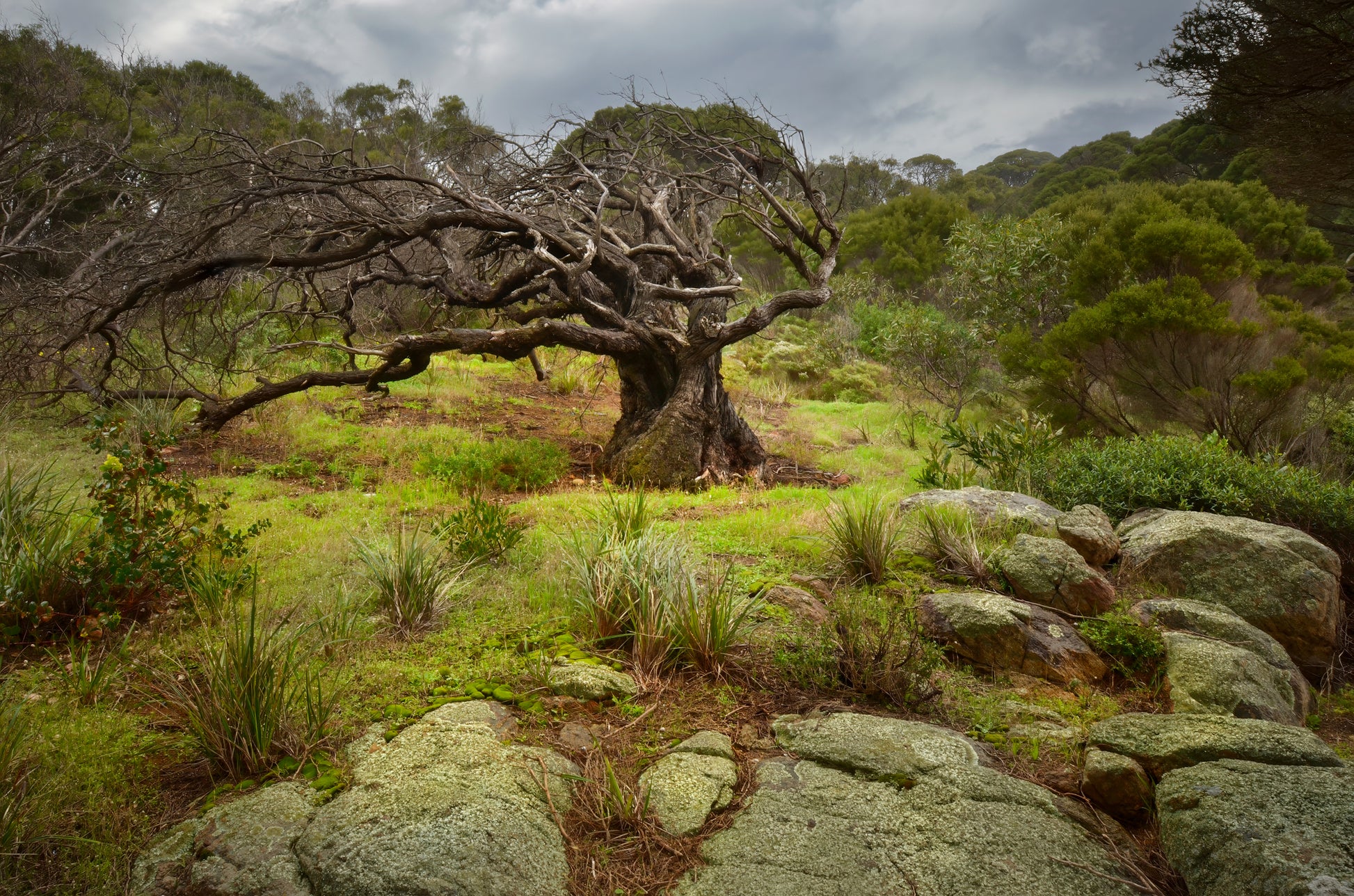 Gnarled and weather-beaten tree in a coastal clearing with rocks and grass under a cloudy sky