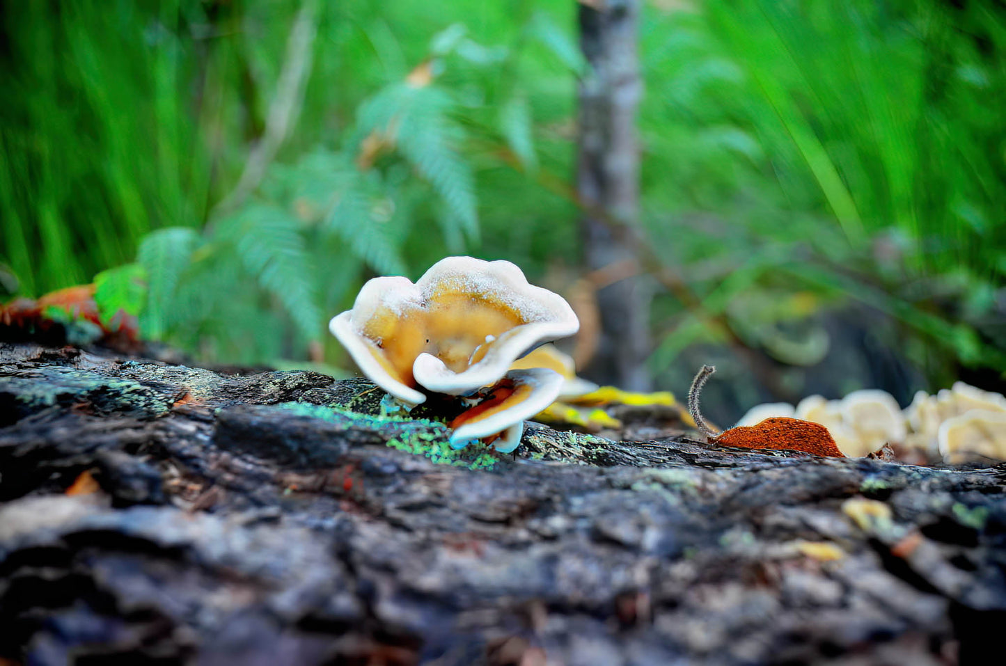 Fungi growing on a tree stump with a blurred green forest background