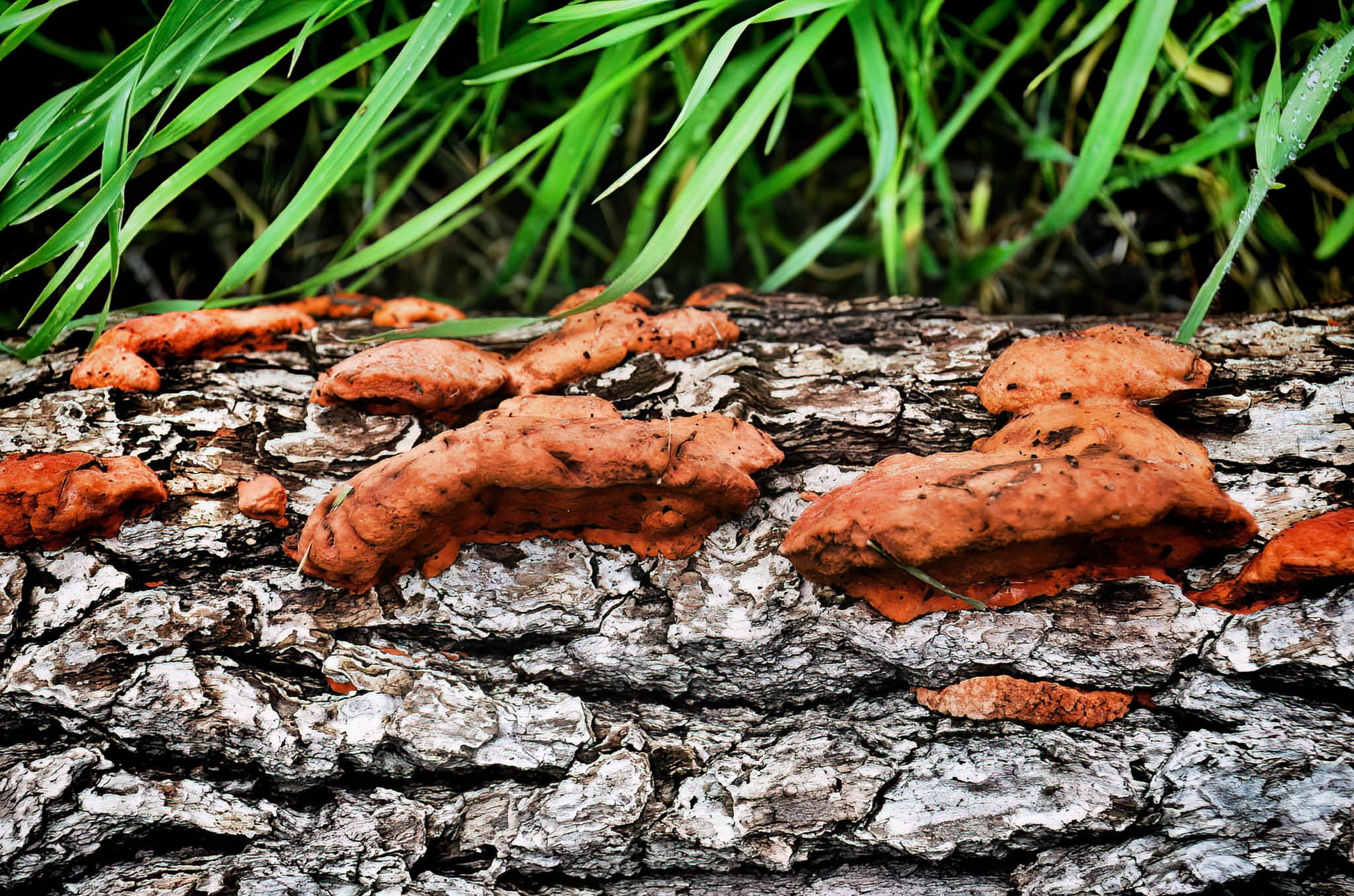 Orange Fungi growing on a tree trunk with green grass in the background