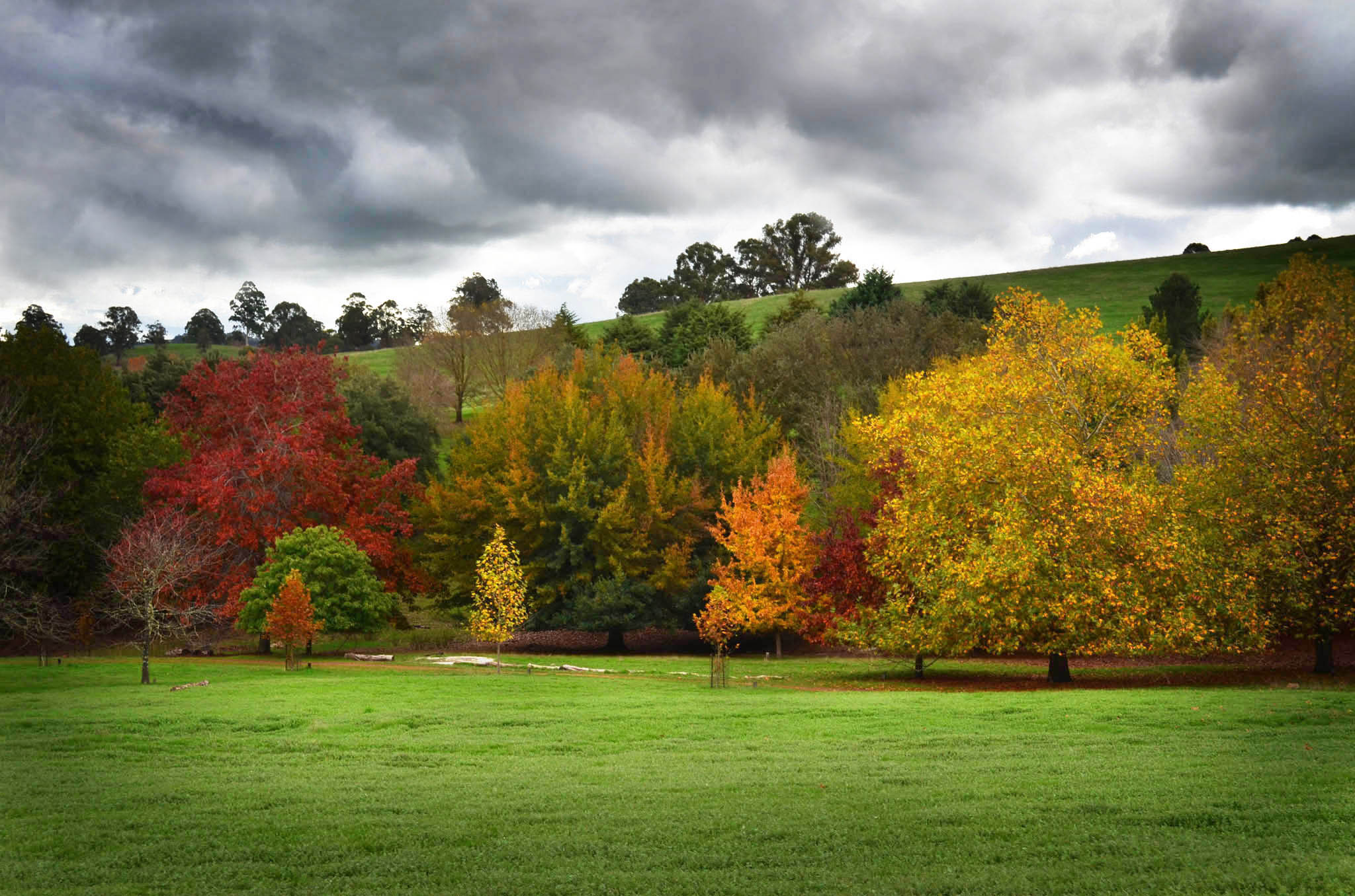 landscape photograph of golden valley tree park