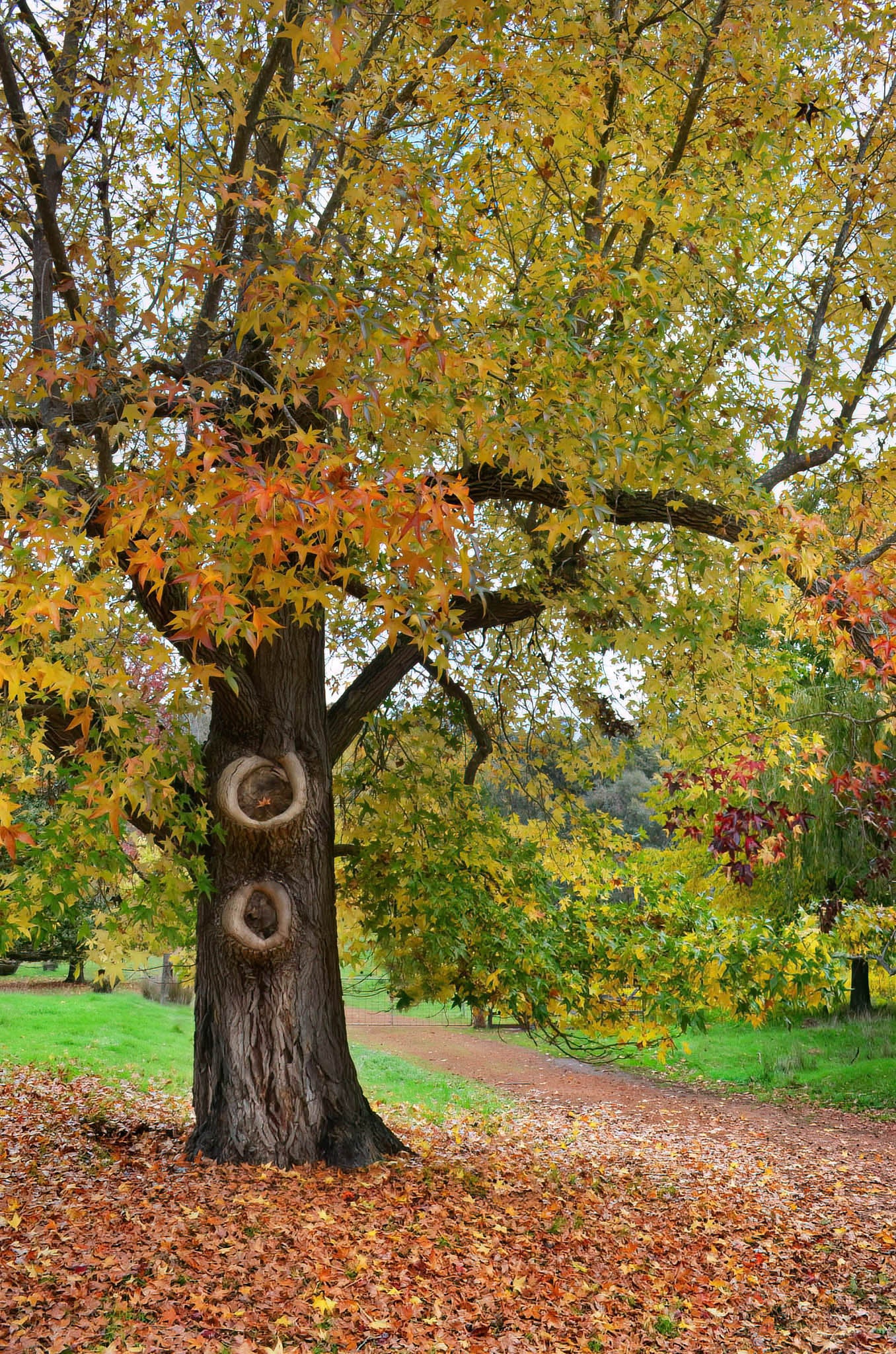 Tree with autumn leaves and a path in the background