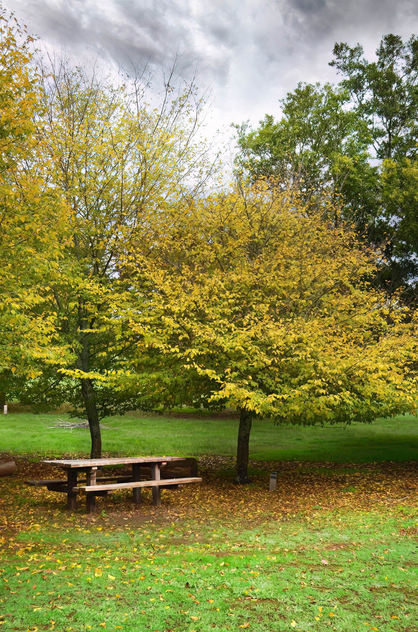 Picnic table under a large tree with yellow leaves in a park setting
