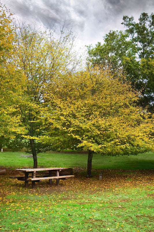 Picnic table under a large tree with yellow leaves in a park setting