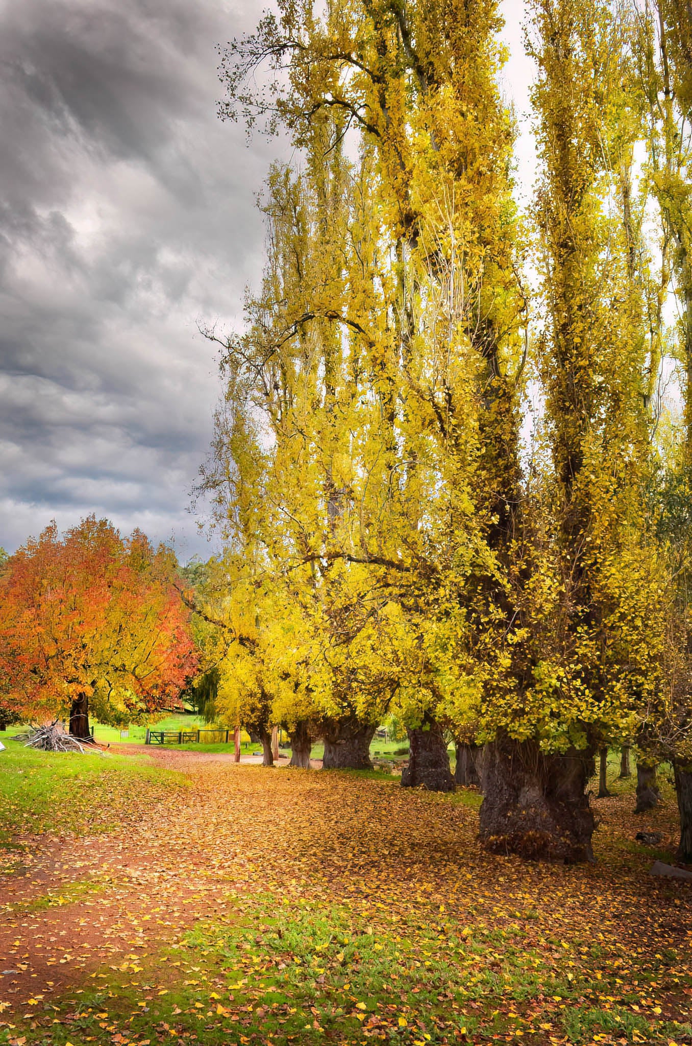 Autumn scene with trees in a park under a cloudy sky