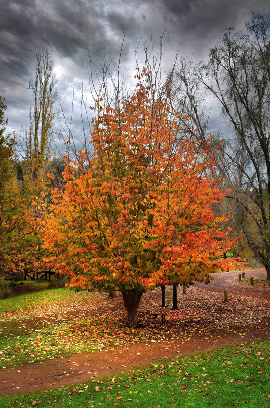 Autumn tree with orange leaves in a park setting