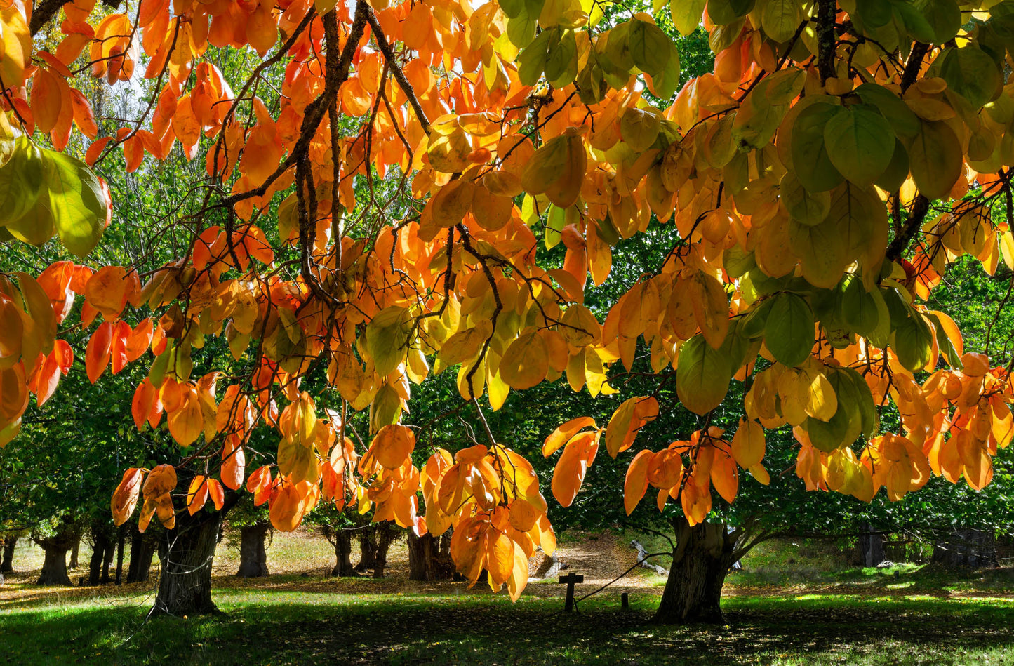 Autumn leaves on a tree with a park background