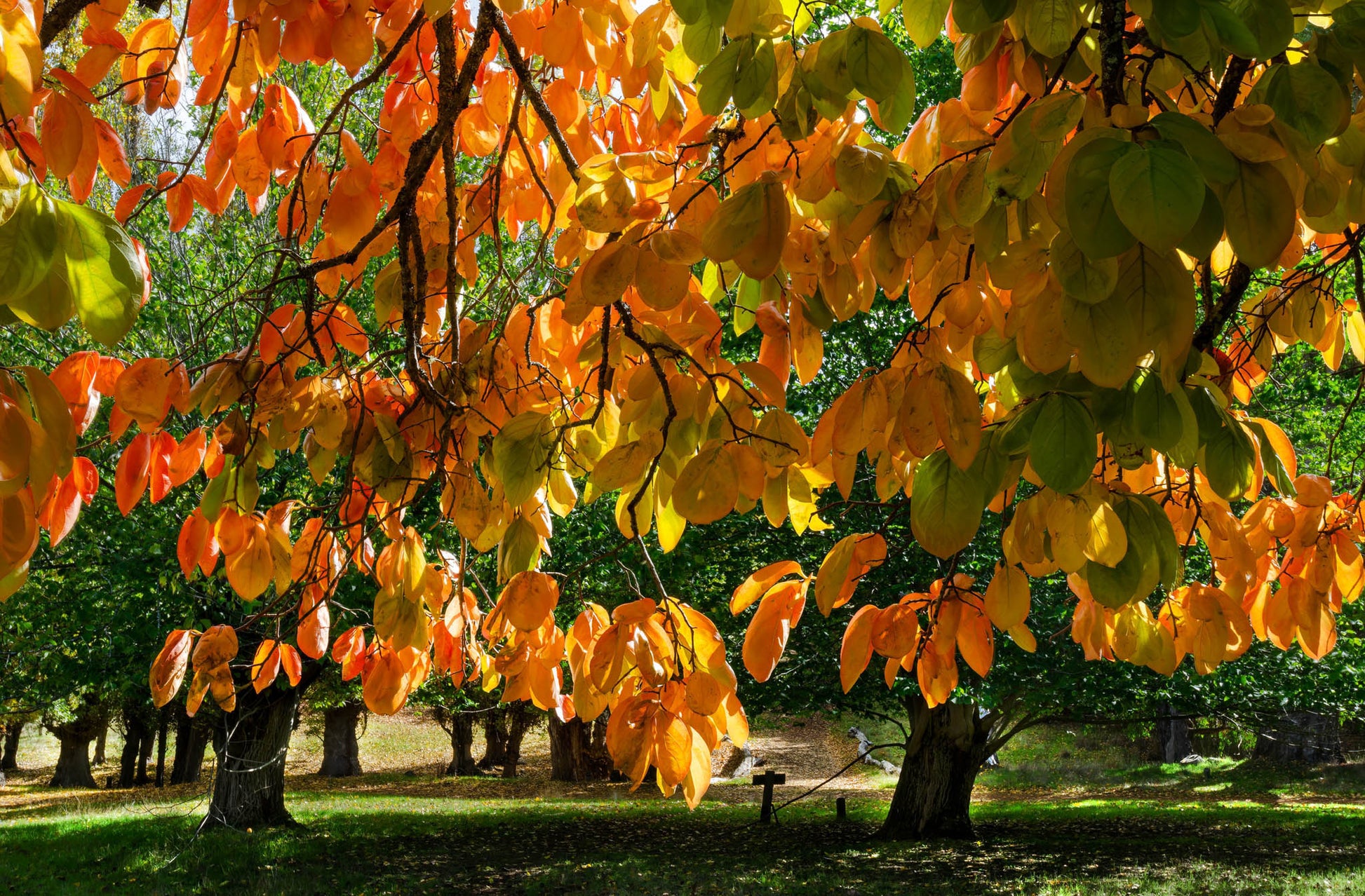 Autumn leaves on a tree with a park background