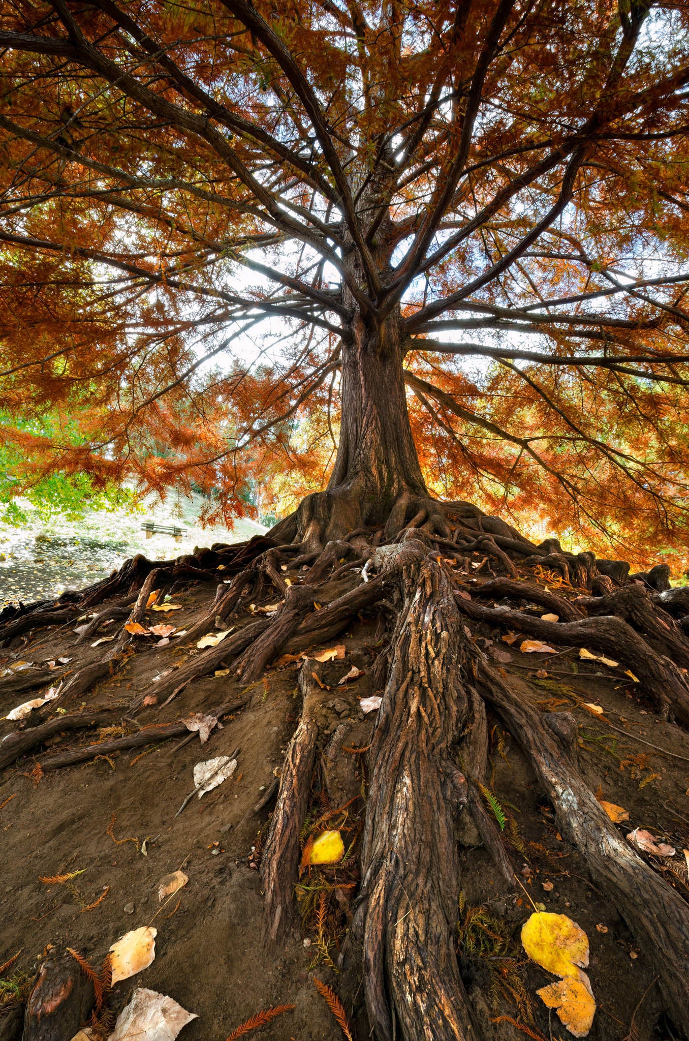 exposed tree roots at golden valley tree park