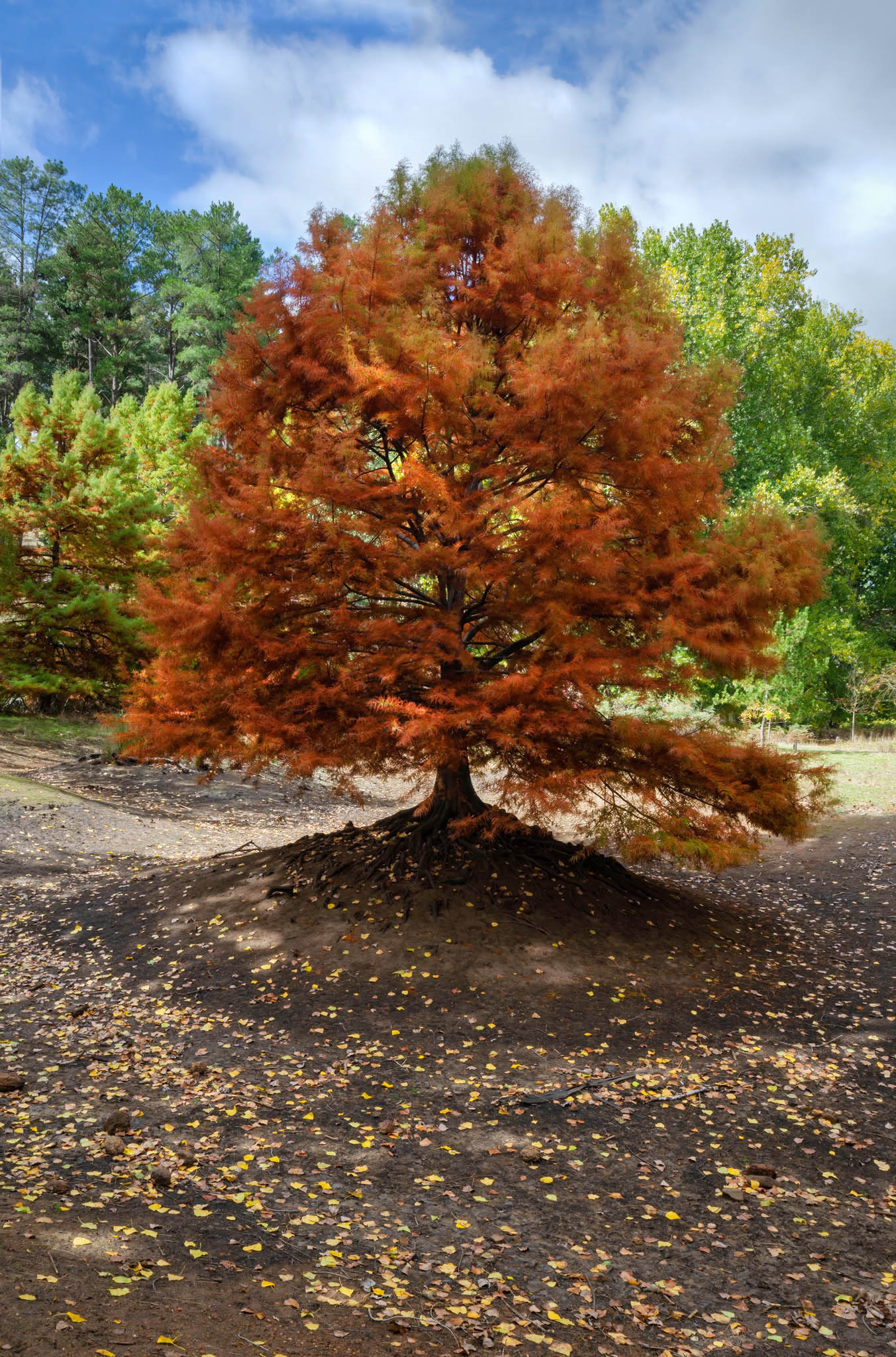 autumn colours on tree at golden valley tree park