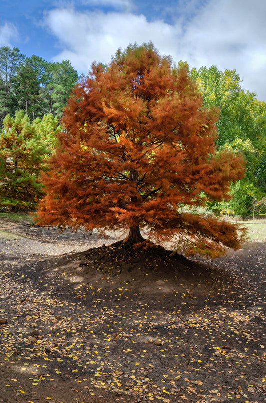 autumn colours on tree at golden valley tree park