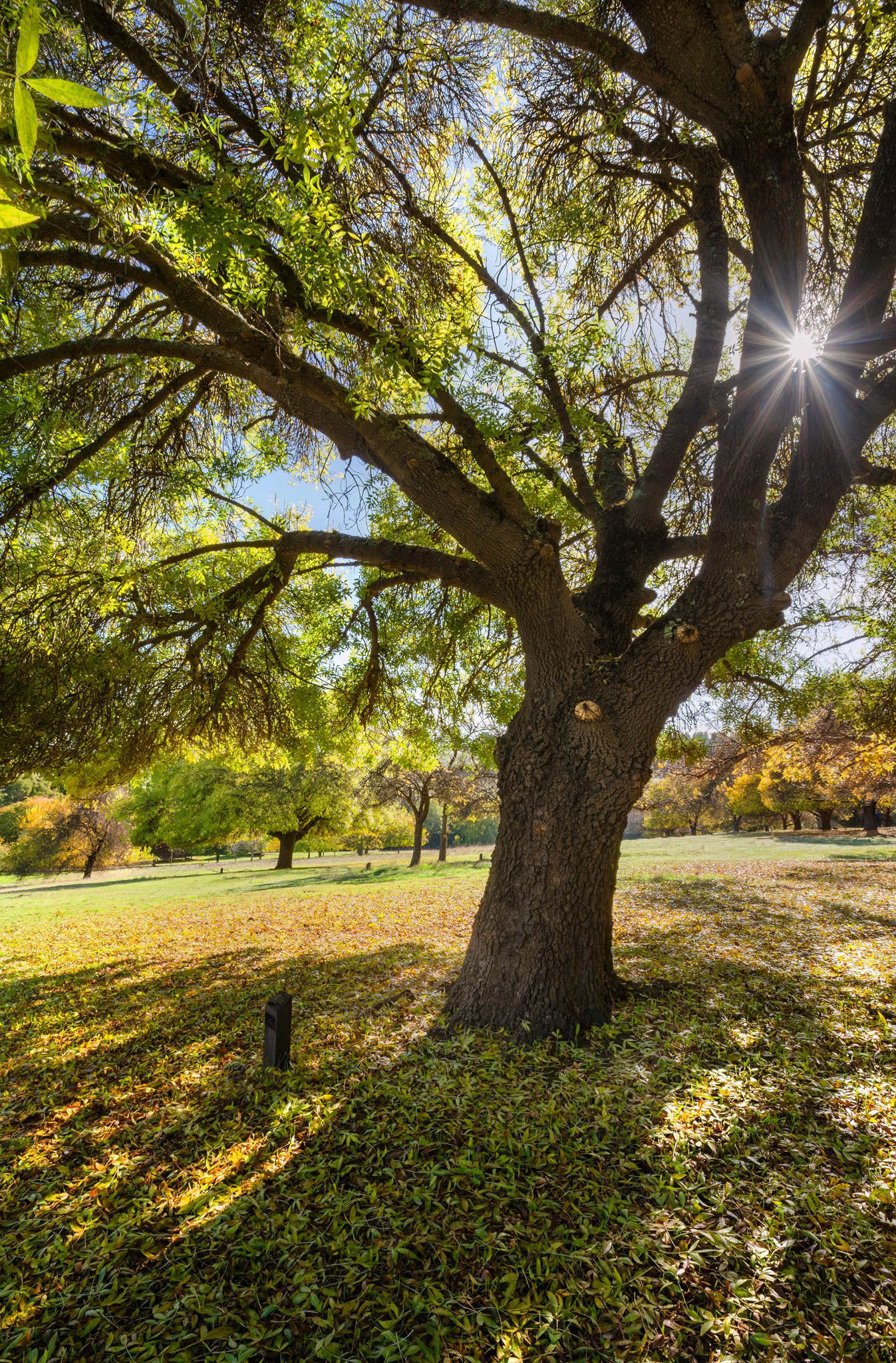 sun burst through the trees at golden valley tree park
