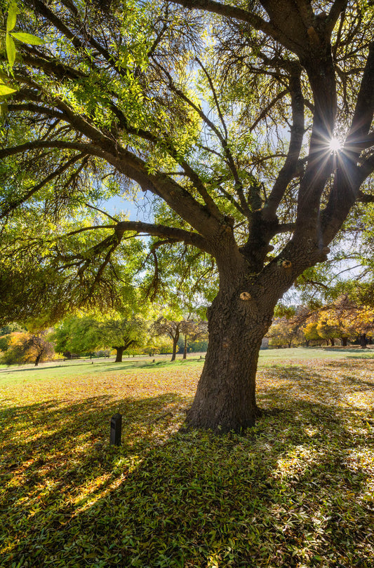 sun burst through the trees at golden valley tree park