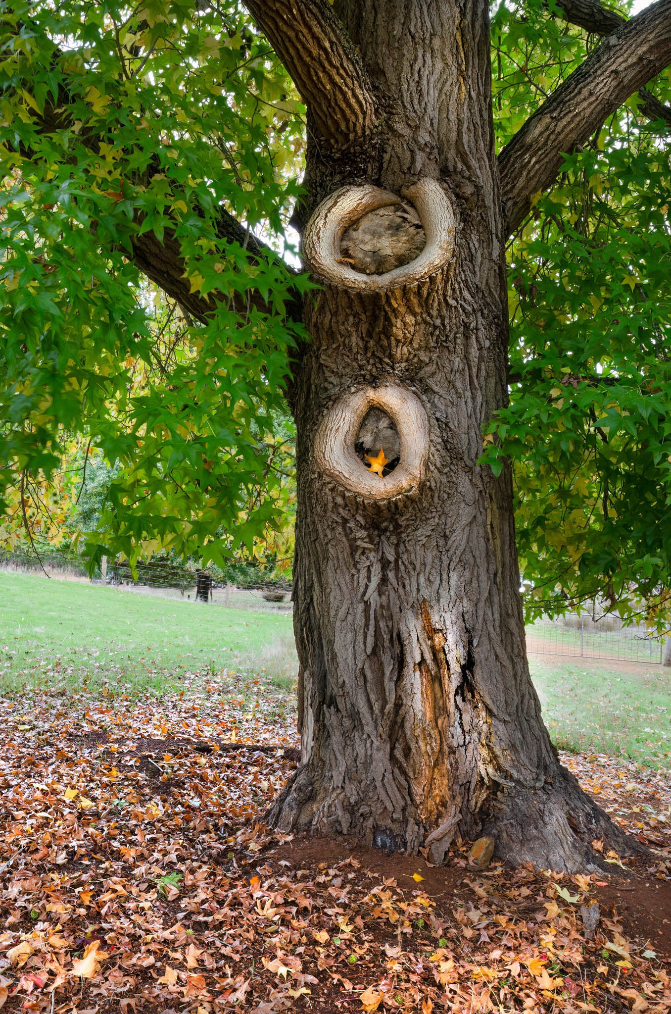 golden valley tree park variety