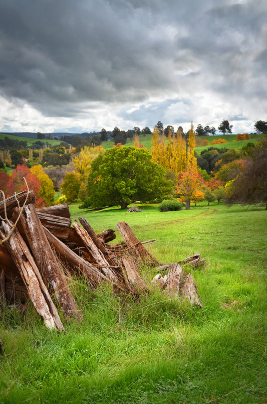 Autumn colours in a lush green field with dark clouds overhead.