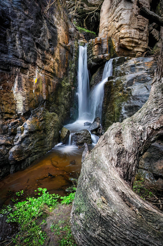 waterfall hidden twisted tree beautiful