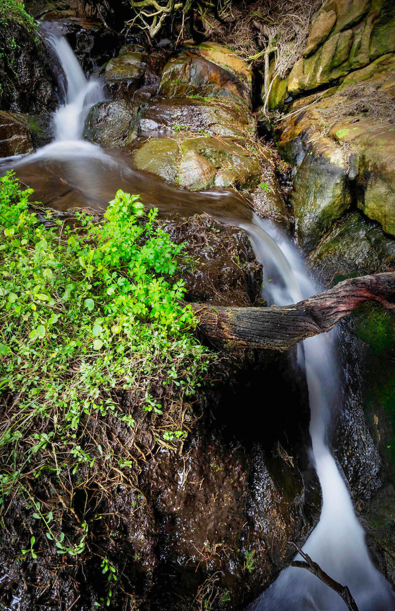 Stream flowing over rocks with greenery in a forest setting