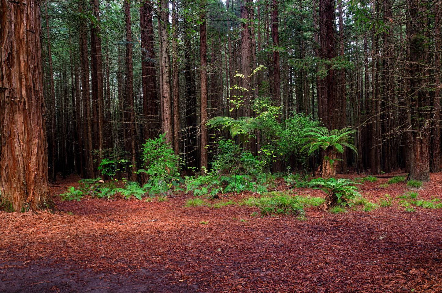 Forest floor with ferns and small plants in a dense section of Redwood Forest, Rotorua.