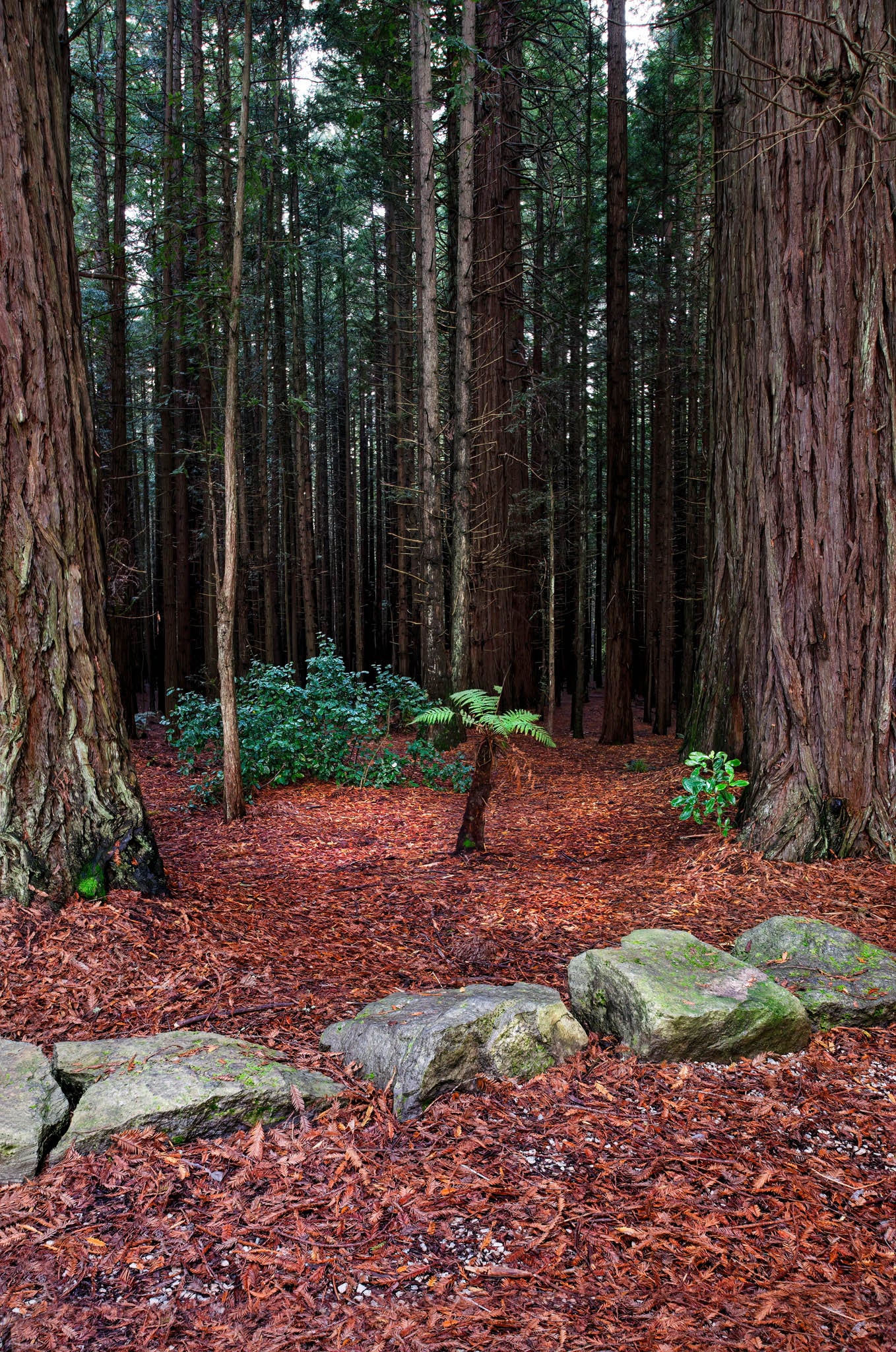 Young fern tree in a clearing against a backdrop of giant redwoods in Rotorua.