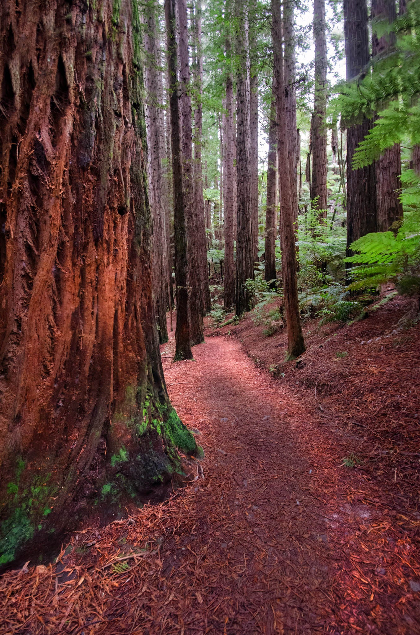 Close-up texture of redwood bark in Whakarewarewa Forest with soft natural light.