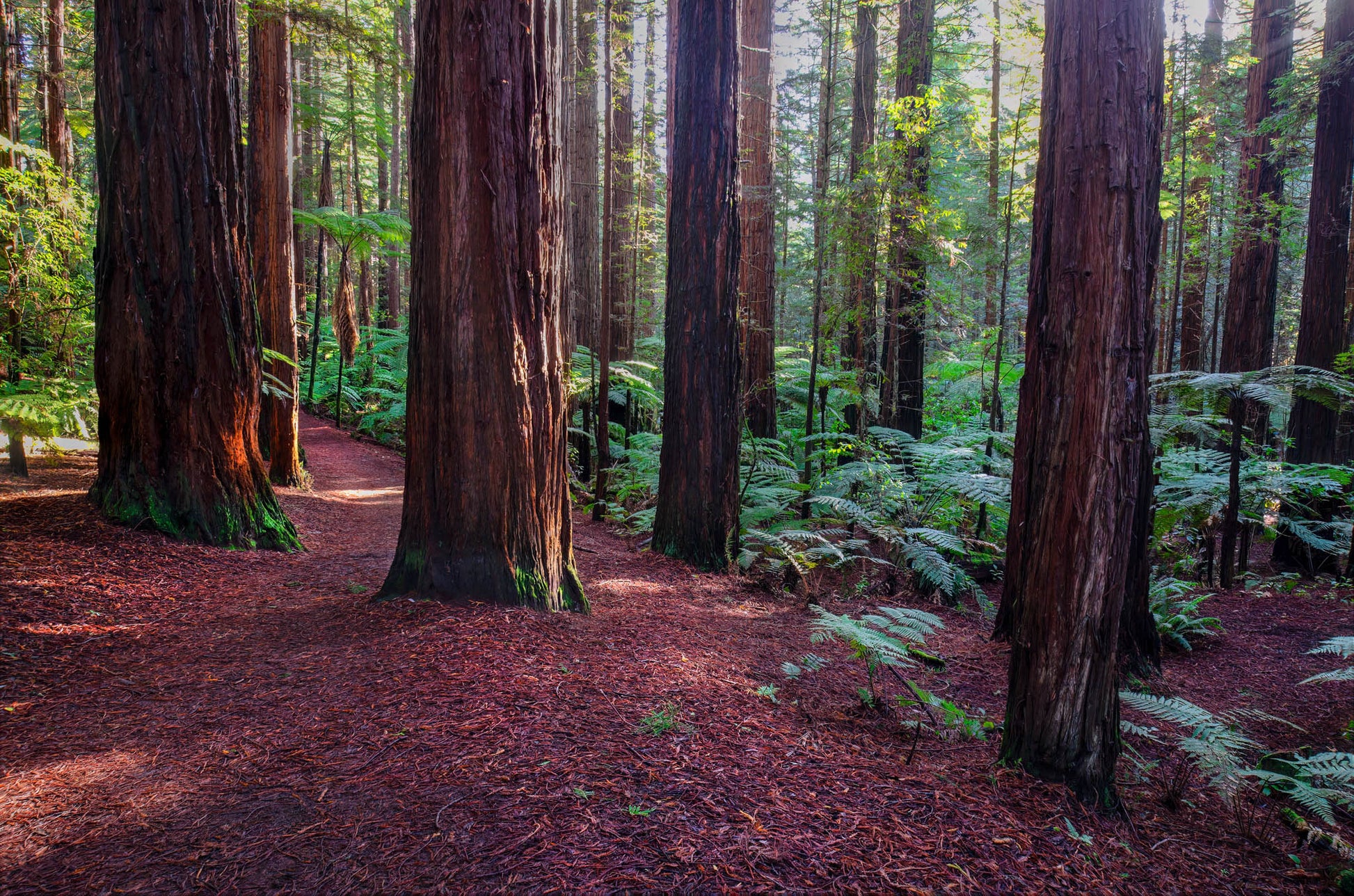 Sunlight breaking through dense redwood canopy in Whakarewarewa Forest.