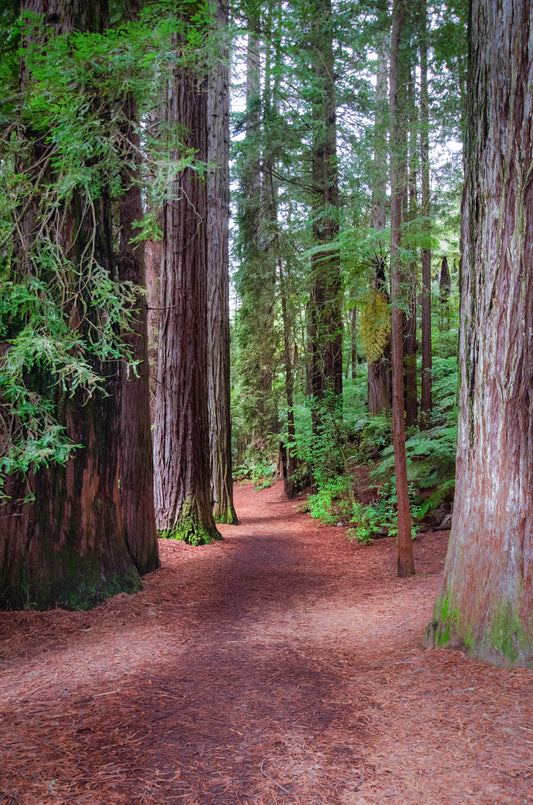 Trail leading through towering redwoods with dramatic depth and perspective in Rotorua.