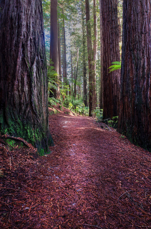 Trail leading into towering redwoods with dramatic depth and perspective in Rotorua.