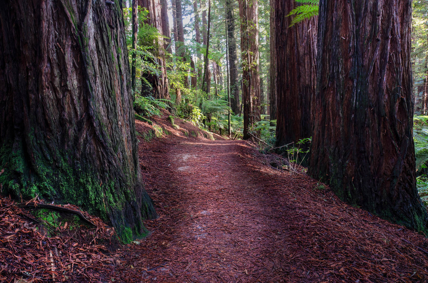 Elevated walkway through Redwood Forest Rotorua surrounded by lush green ferns.