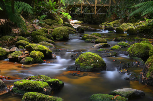 river stream bridge water rapids tasmania moss rocks st columba falls