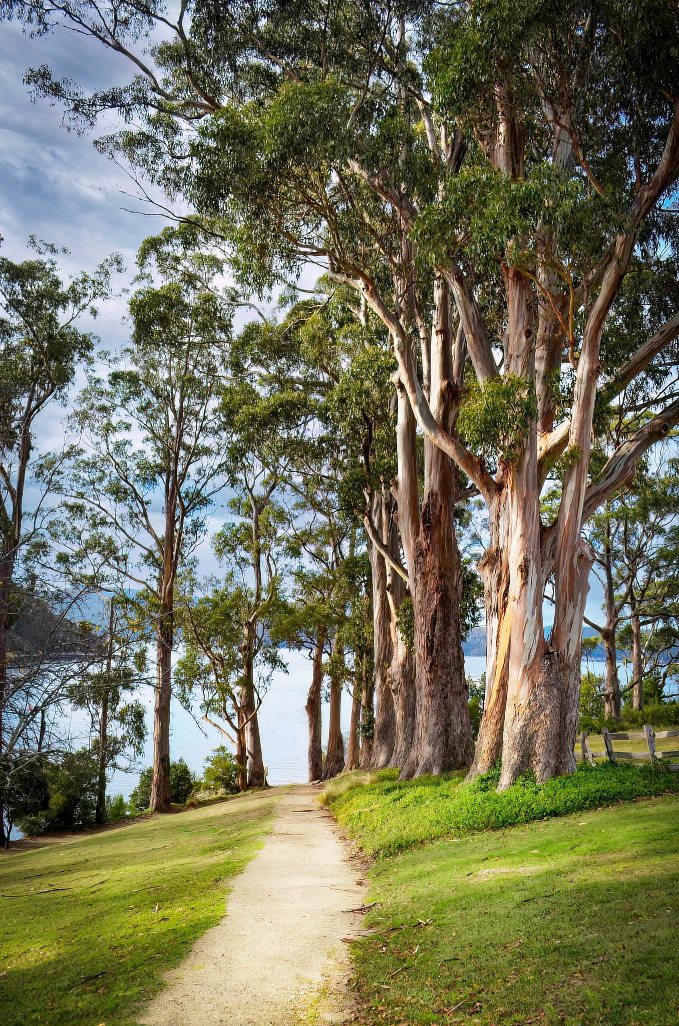 trees tasmania port arthur scenic lake